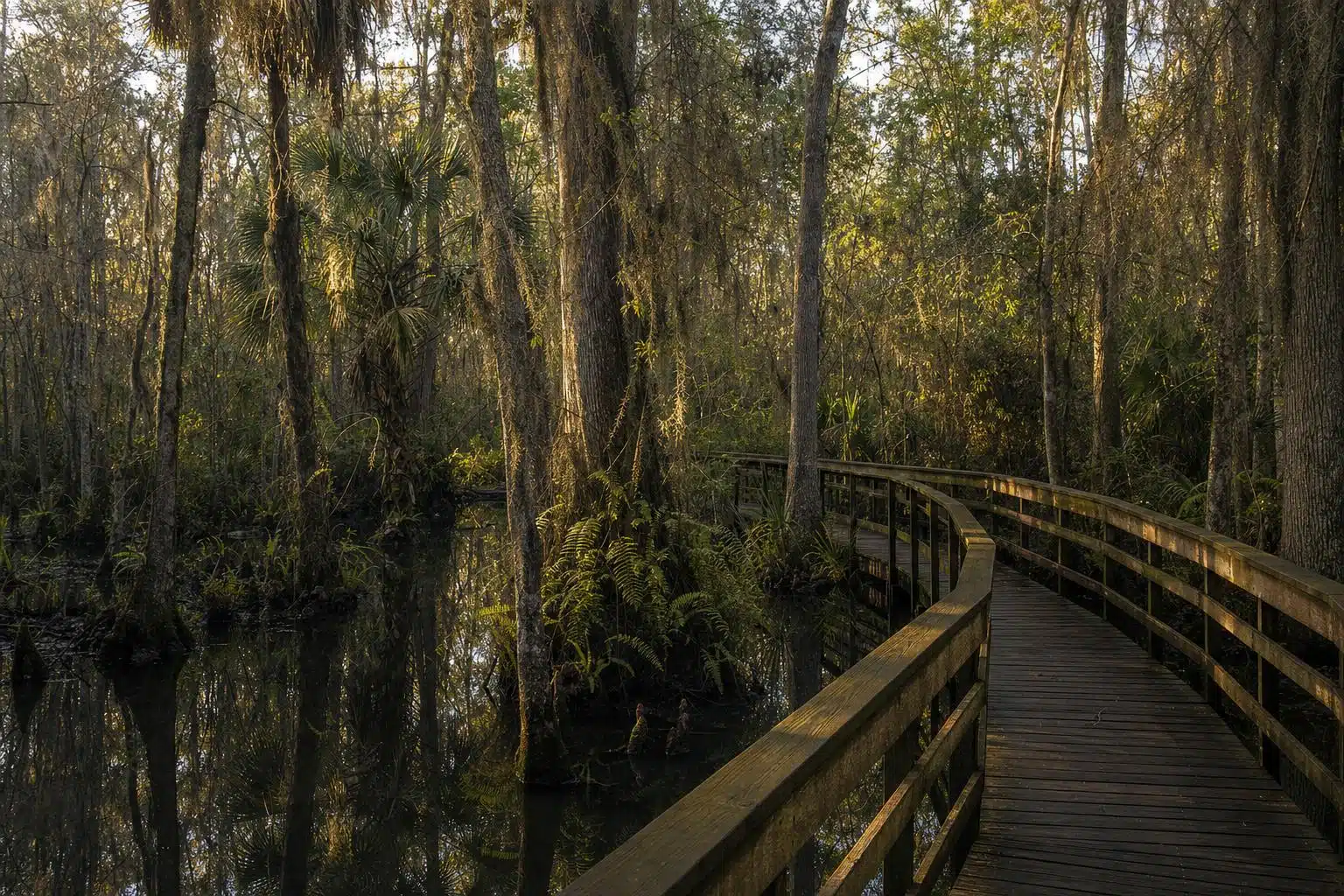 A boardwalk through a cypress swamp preserve in Southwest Florida (representative scene)